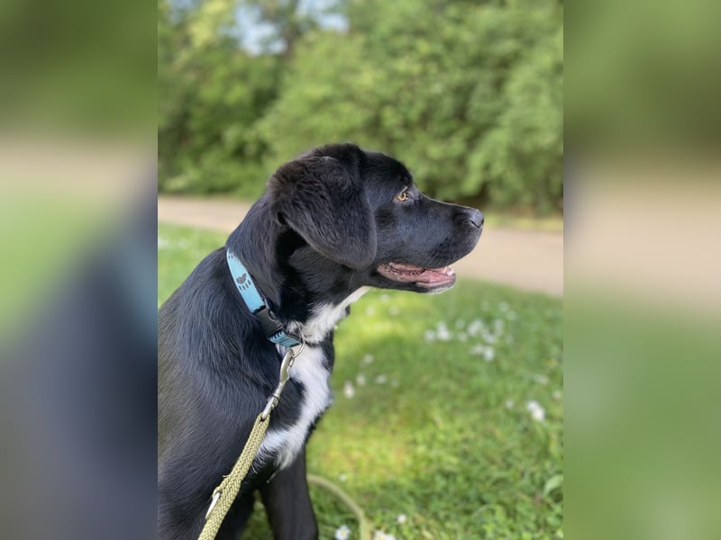 Aussiedor sucht neues liebevolles Zuhause mit Garten