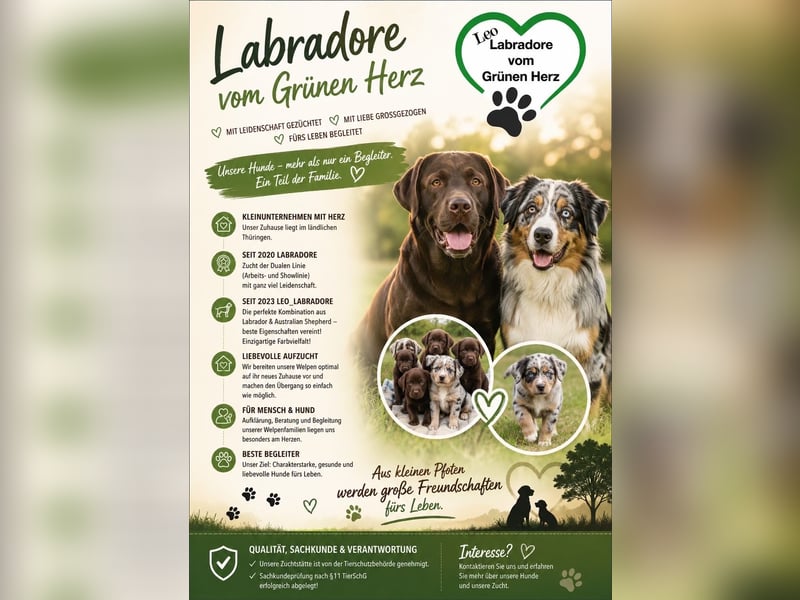 Aussiedor/ Leo- Labrador Welpe mit Stammbaum