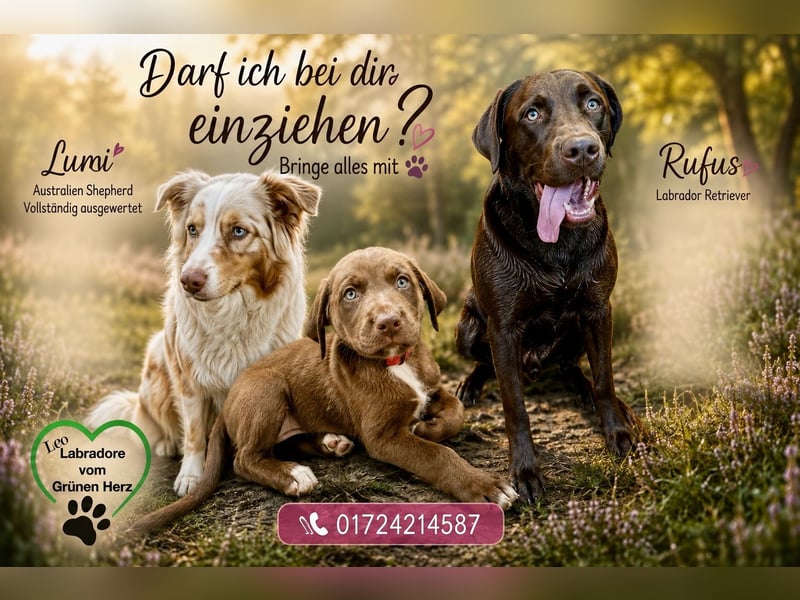 Aussiedor/ Leo- Labrador Welpe mit Stammbaum