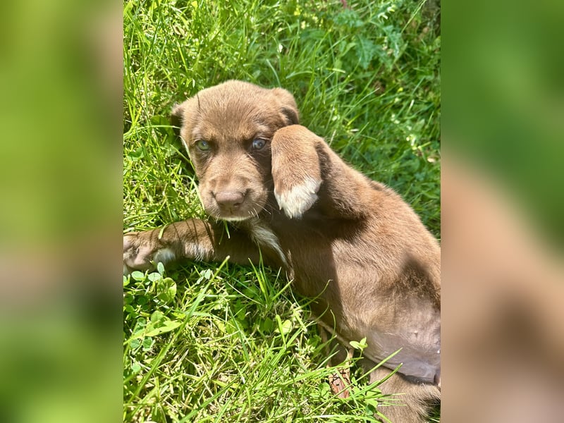 Aussiedor/ Leo- Labrador Welpe mit Stammbaum