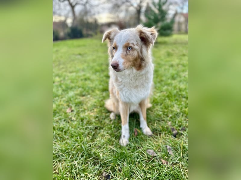 Aussiedor/ Leo- Labrador Welpe mit Stammbaum