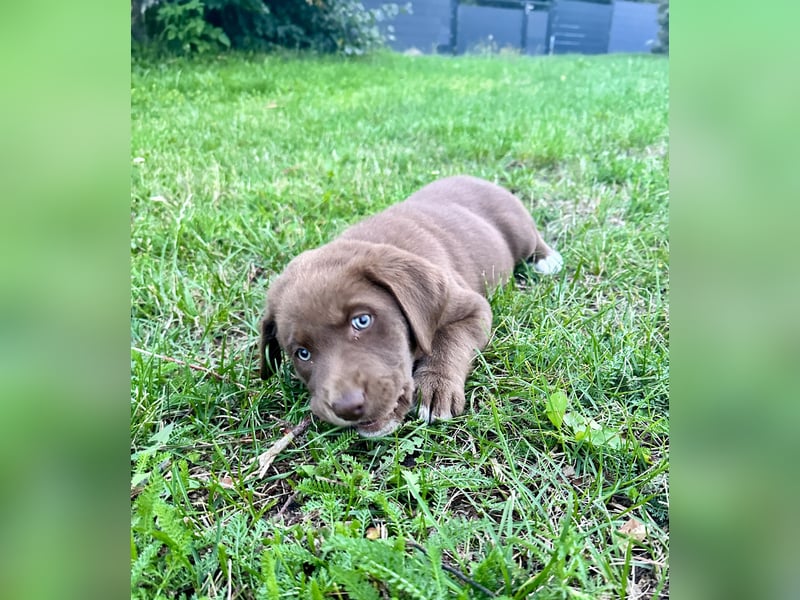 Aussiedor/ Leo- Labrador Welpe mit Stammbaum