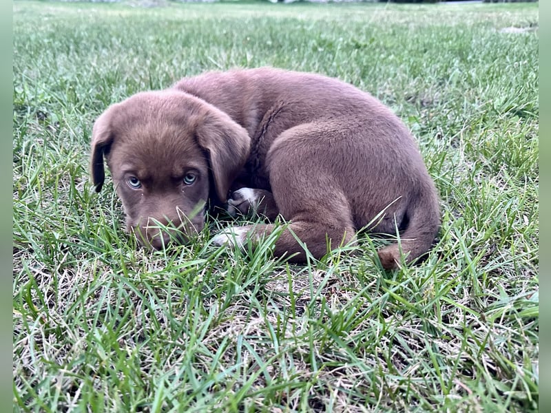 Aussiedor/ Leo- Labrador Welpe mit Stammbaum
