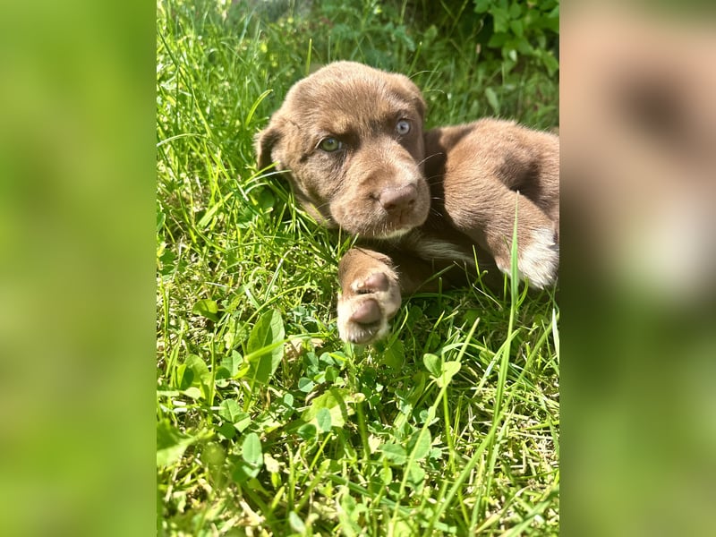 Aussiedor/ Leo- Labrador Welpe mit Stammbaum