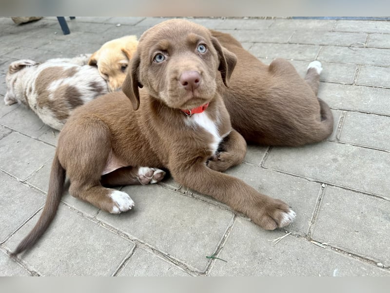 Aussiedor/ Leo- Labrador Welpe mit Stammbaum