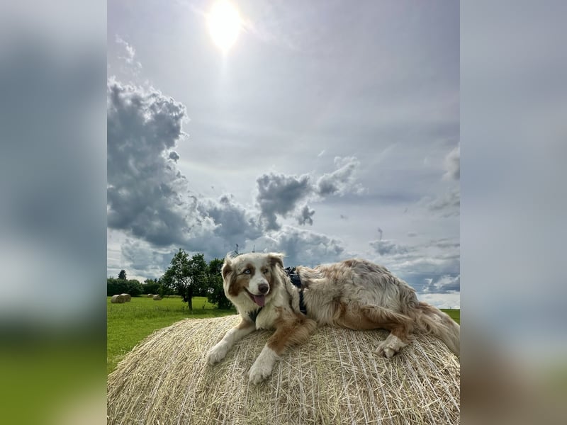 Aussiedor/ Leo- Labrador Welpe mit Stammbaum