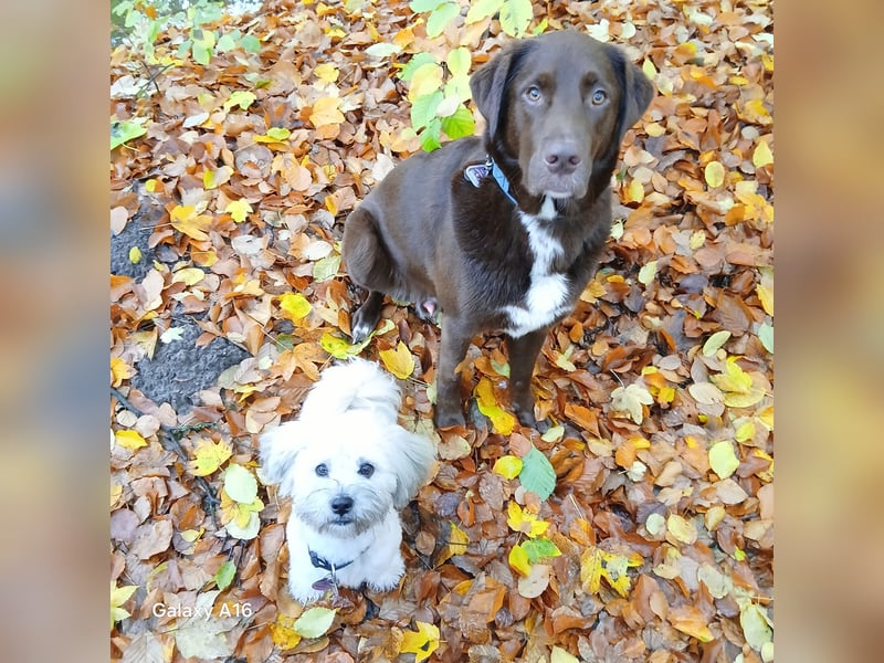 Charlie sucht seinen Menschen