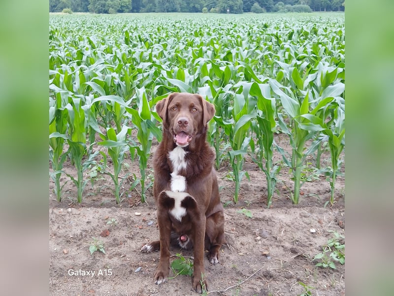 Charlie sucht seinen Menschen