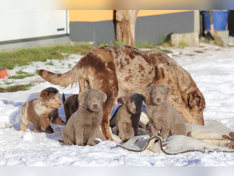 Aussiedor Welpen  Labrador x Australian Shepherd