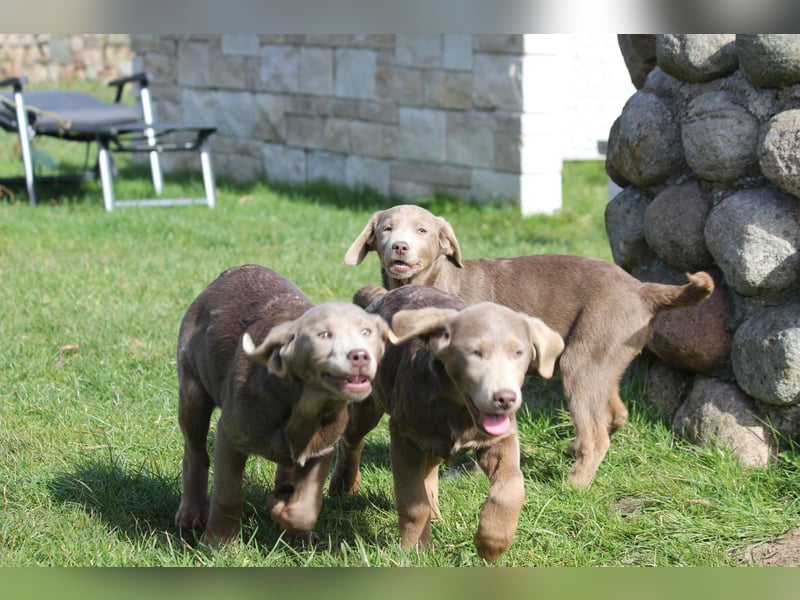 Aussiedor Welpen  Labrador x Australian Shepherd
