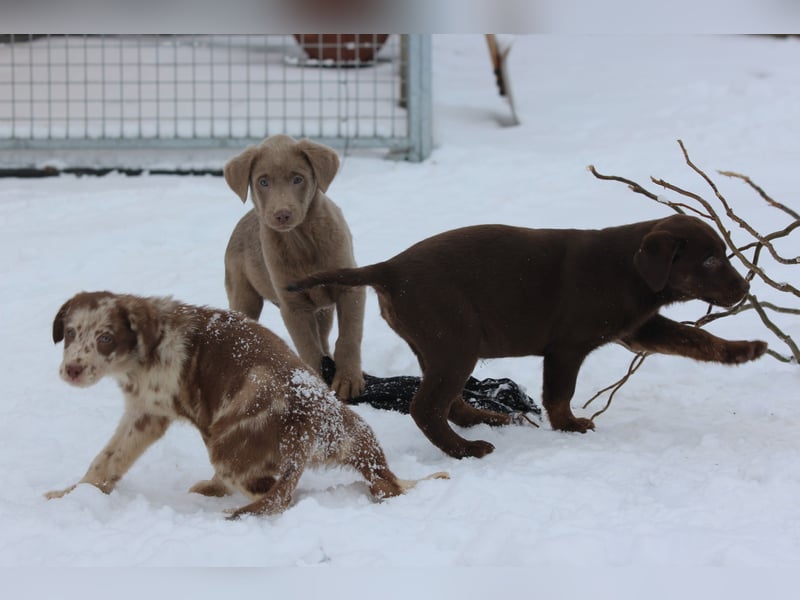 Aussiedor Welpen  Labrador x Australian Shepherd
