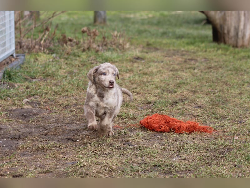 Aussiedor Welpen  Labrador x Australian Shepherd