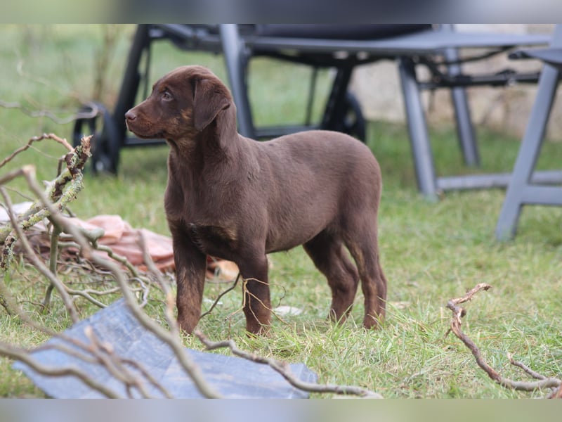 Aussiedor Welpen  Labrador x Australian Shepherd