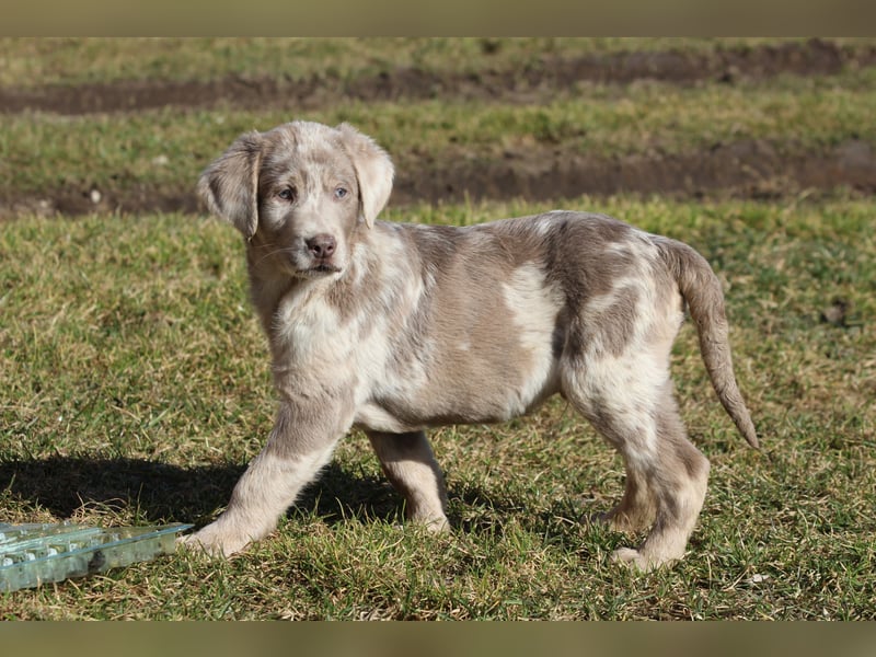 Aussiedor Welpen  Labrador x Australian Shepherd