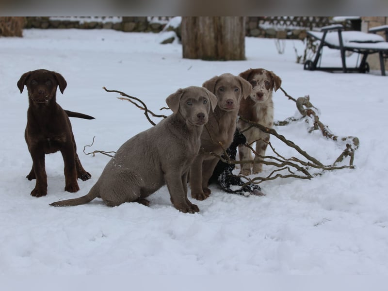 Aussiedor Welpen  Labrador x Australian Shepherd