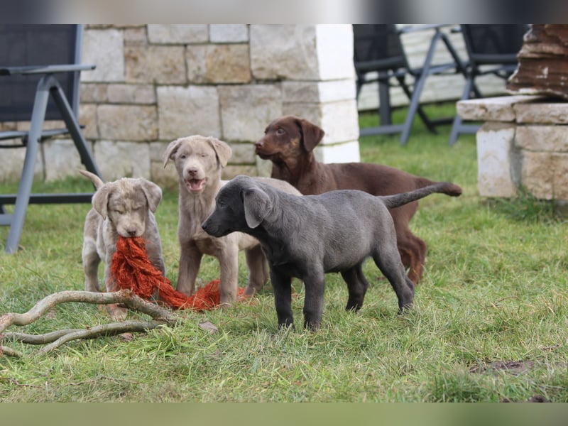 Aussiedor Welpen  Labrador x Australian Shepherd