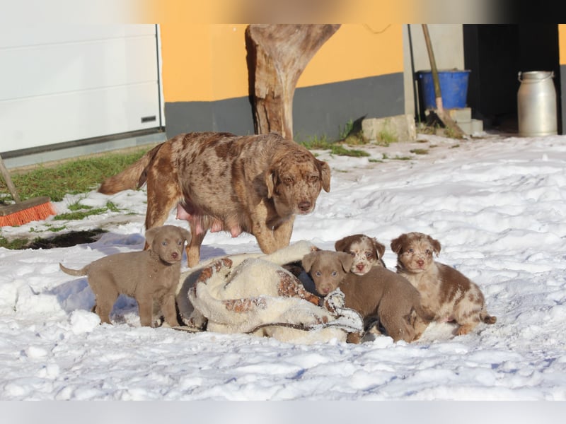 Aussiedor Welpen  Labrador x Australian Shepherd