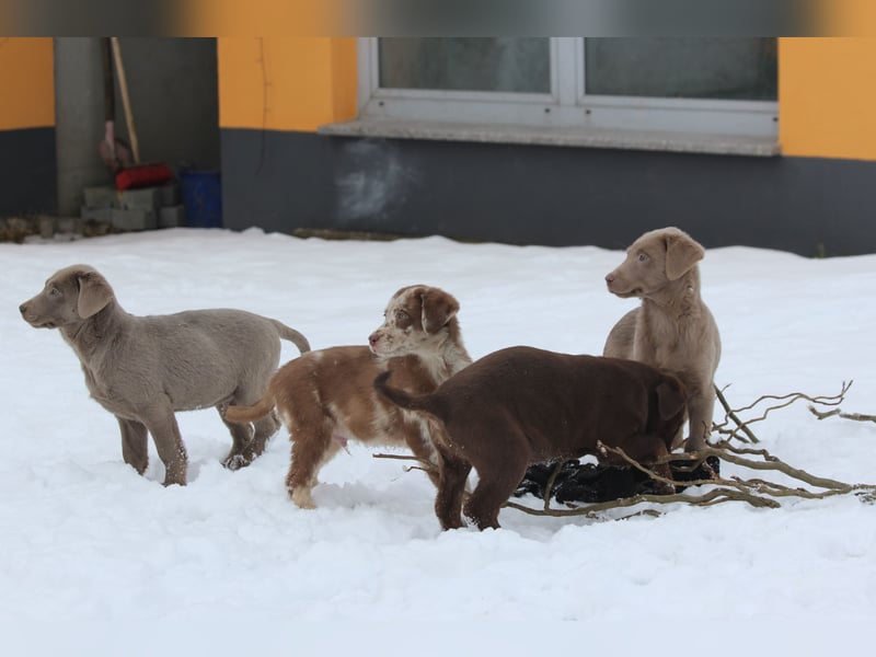 Aussiedor Welpen  Labrador x Australian Shepherd