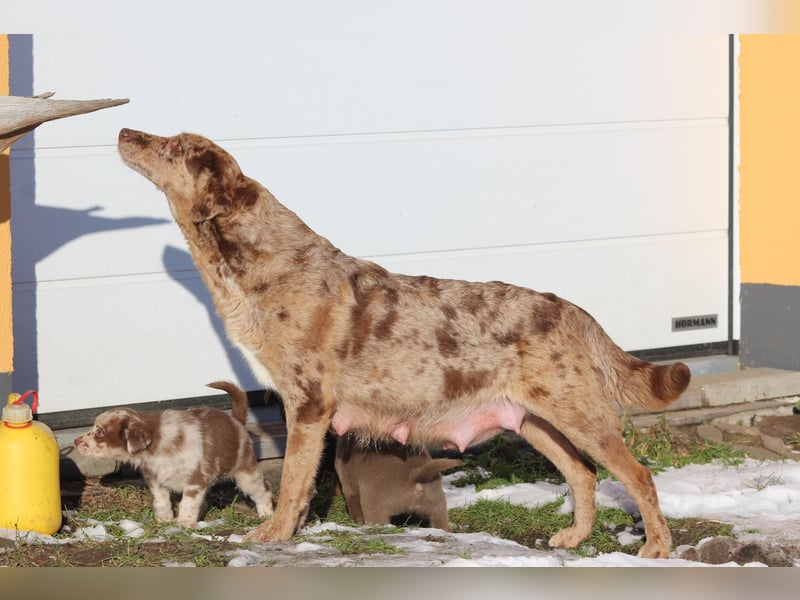 Aussiedor Welpen  Labrador x Australian Shepherd