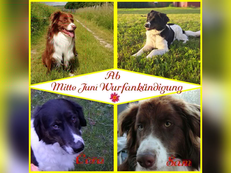 Wurfankündigung