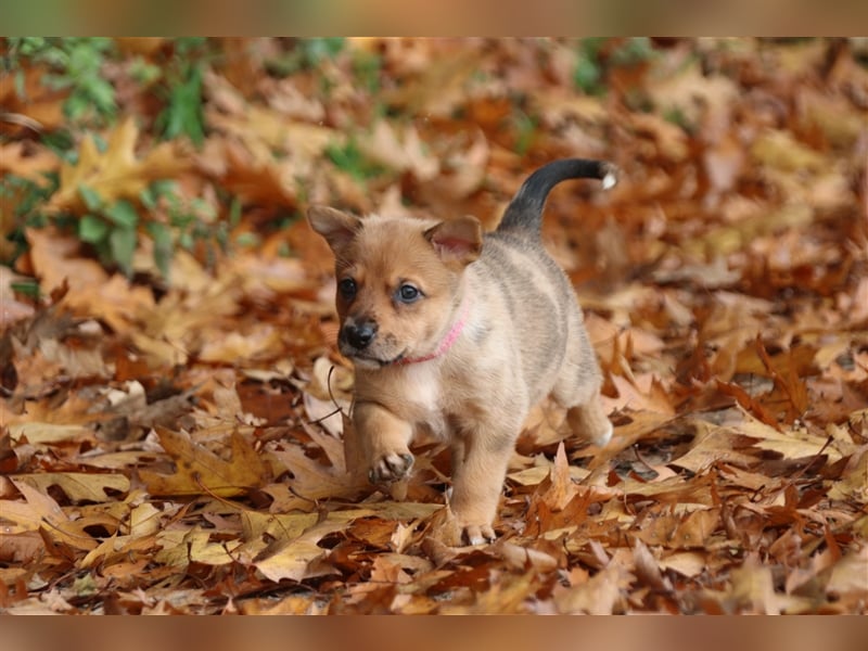 Aussiedor Welpen, Australienshephert Welpen, Labrador Welpen , Rüde, Hündin, Mix, Hybrid, Familienhu