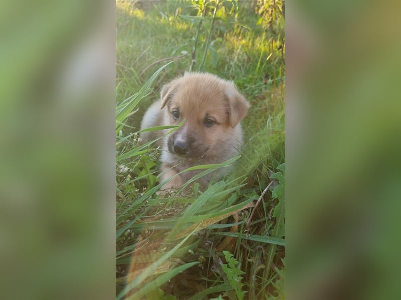 Aussiedor Welpen, Australienshephert Welpen, Labrador Welpen , Rüde, Hündin, Mix, Hybrid, Familienhu