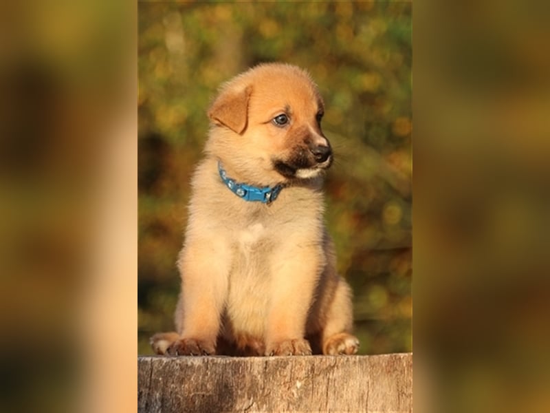 Aussiedor Welpen, Australienshephert Welpen, Labrador Welpen , Rüde, Hündin, Mix, Hybrid, Familienhu