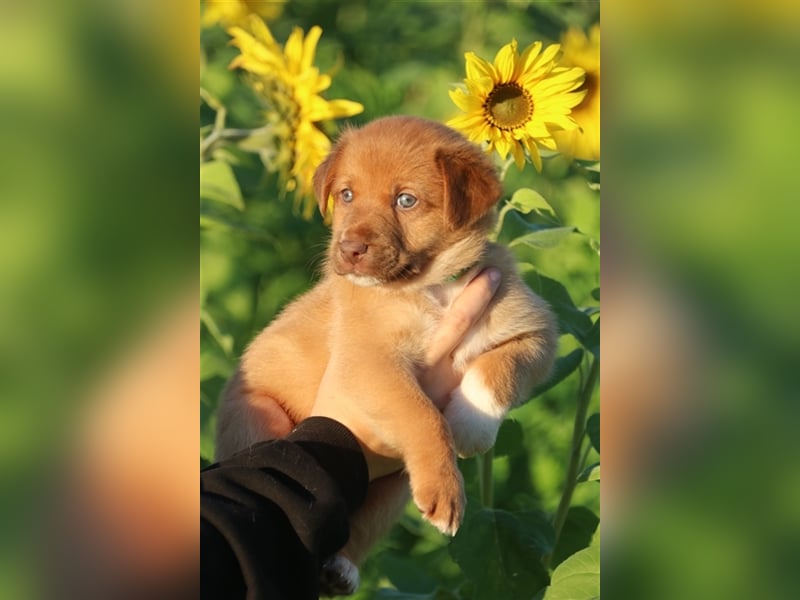 Aussiedor Welpen, Australienshephert Welpen, Labrador Welpen , Rüde, Hündin, Mix, Hybrid, Familienhu