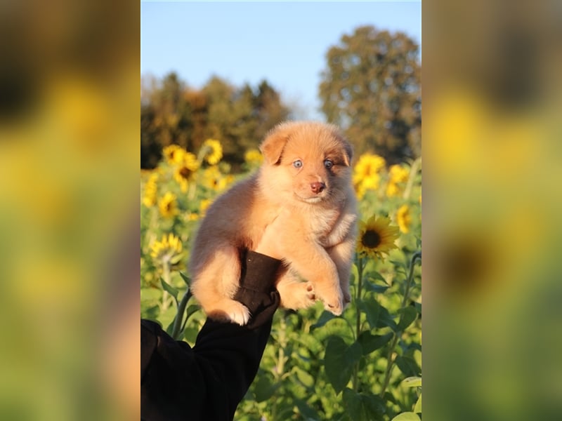 Aussiedor Welpen, Australienshephert Welpen, Labrador Welpen , Rüde, Hündin, Mix, Hybrid, Familienhu