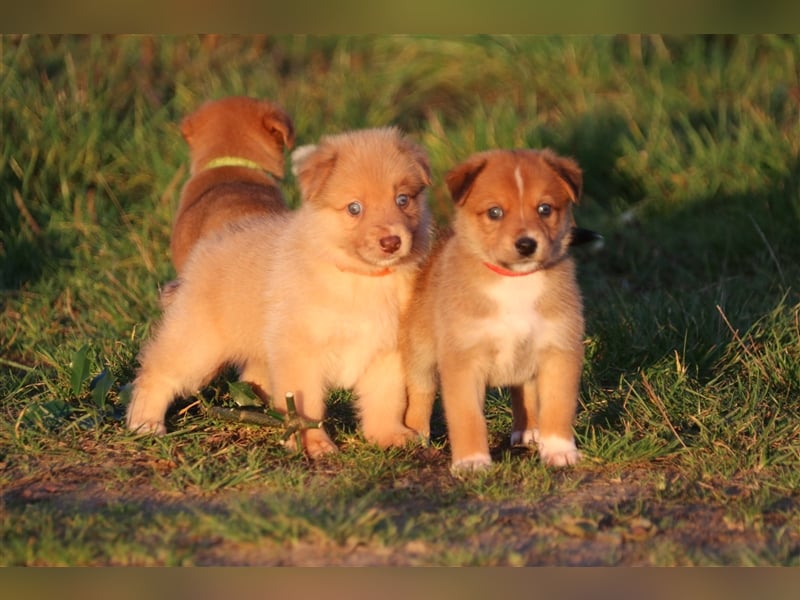 Aussiedor Welpen, Australienshephert Welpen, Labrador Welpen , Rüde, Hündin, Mix, Hybrid, Familienhu