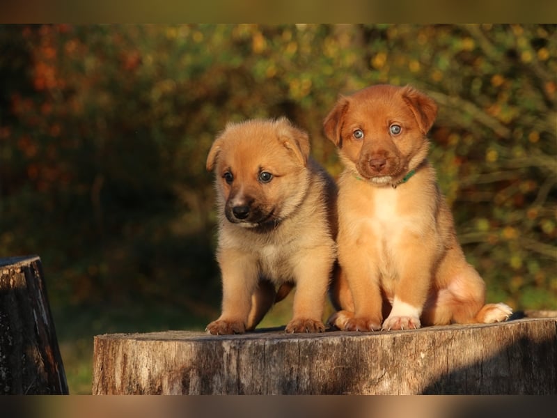 Aussiedor Welpen, Australienshephert Welpen, Labrador Welpen , Rüde, Hündin, Mix, Hybrid, Familienhu