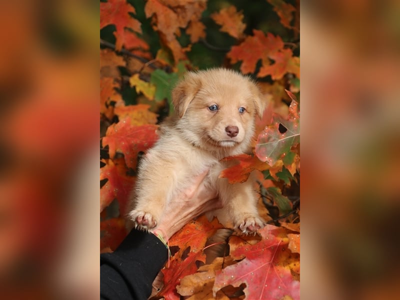 Aussiedor Welpen, Australienshephert Welpen, Labrador Welpen , Rüde, Hündin, Mix, Hybrid, Familienhu