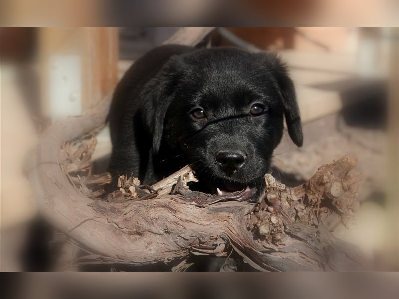 Australian Shepherd Labrador Welpen Aussiedor