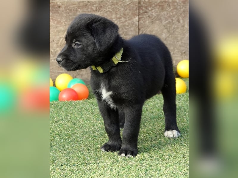 Australian Shepherd Labrador Welpen Aussiedor