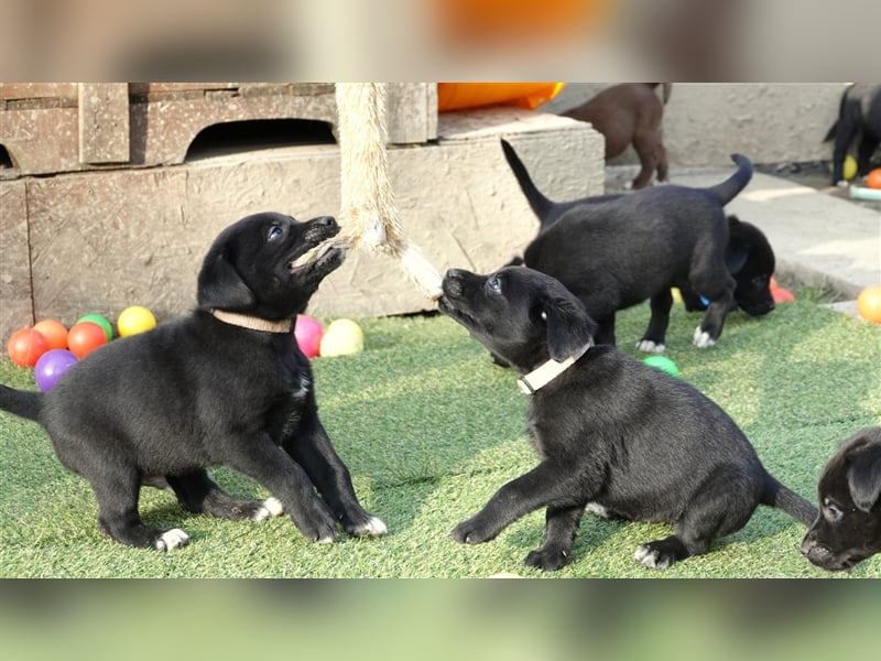 Australian Shepherd Labrador Welpen Aussiedor