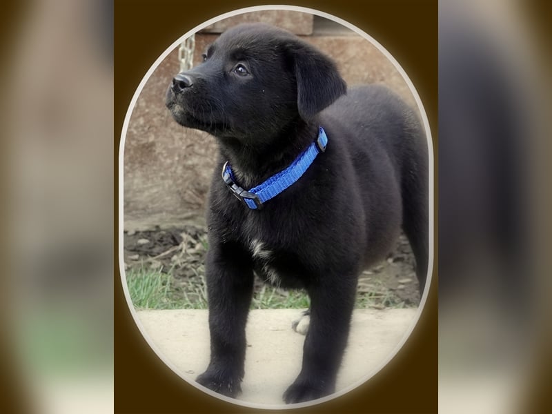 Australian Shepherd Labrador Welpen Aussiedor