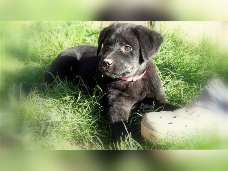 Australian Shepherd Labrador Welpen Aussiedor