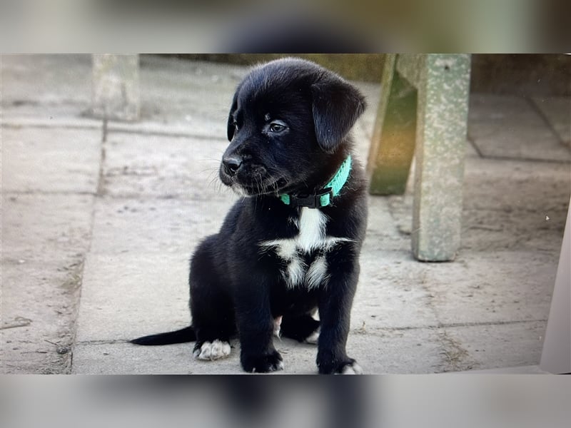 Australian Shepherd Labrador Welpen Aussiedor