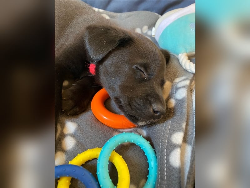 Australian Shepherd Labrador Welpen Aussiedor