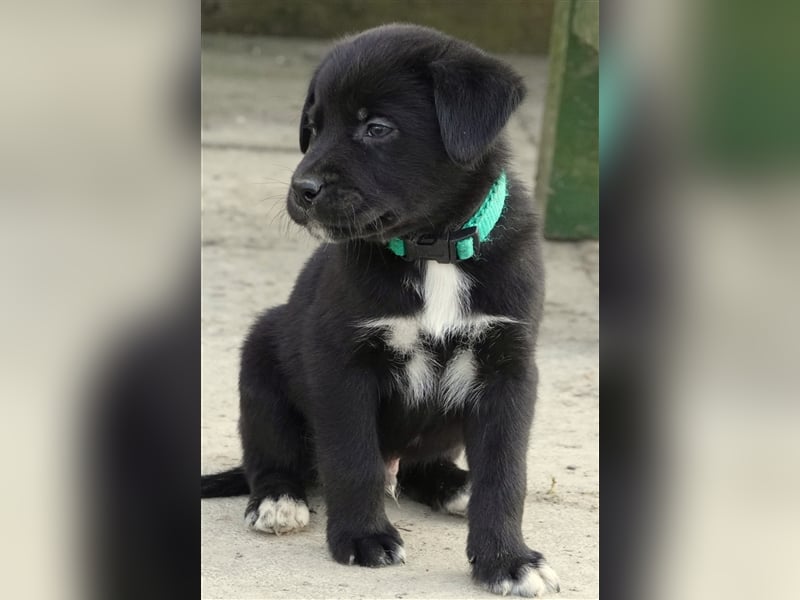 Australian Shepherd Labrador Welpen Aussiedor