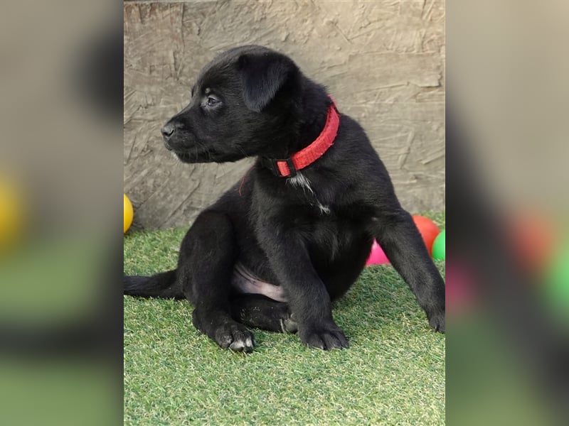 Australian Shepherd Labrador Welpen Aussiedor