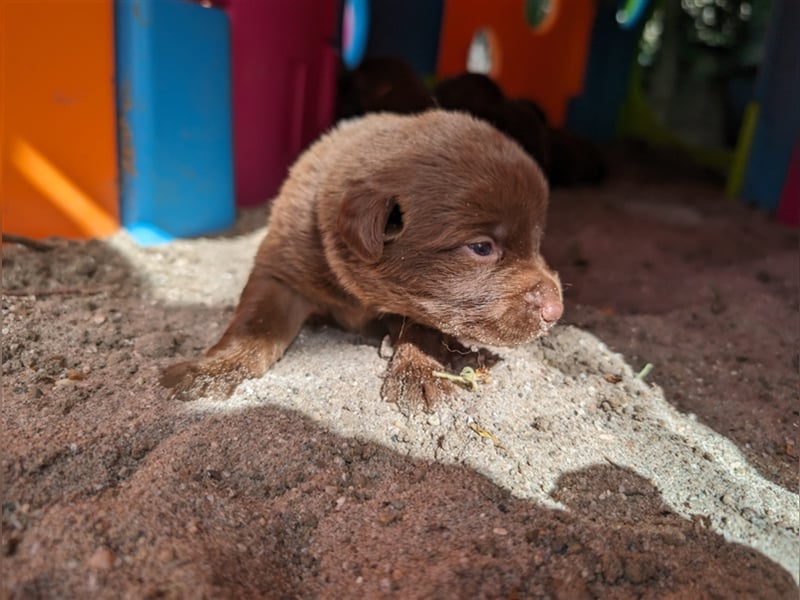 Aussiedor ,labrador,Australian shepherd  ,mit augenuntersuchung