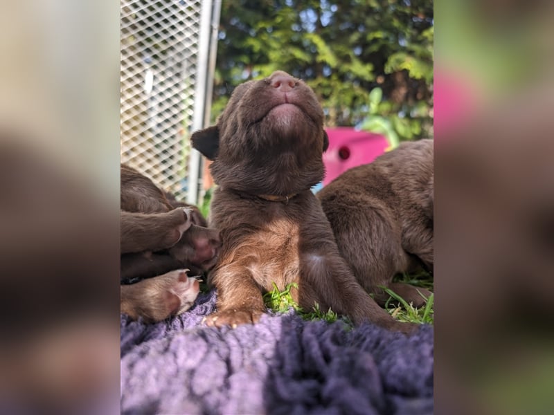 Aussiedor ,labrador,Australian shepherd  ,mit augenuntersuchung