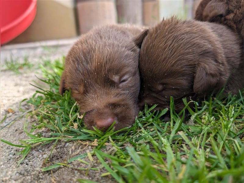 Aussiedor ,labrador,Australian shepherd  ,mit augenuntersuchung