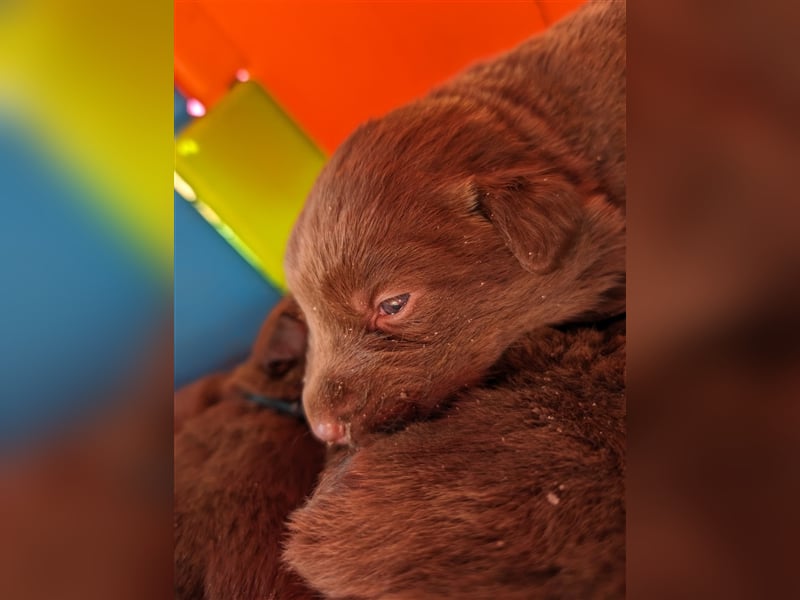 Aussiedor ,labrador,Australian shepherd  ,mit augenuntersuchung