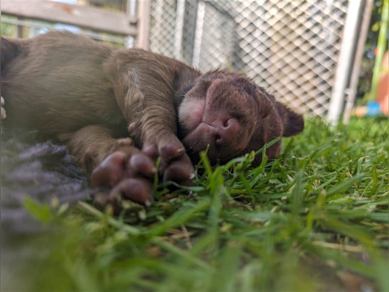 Aussiedor ,labrador,Australian shepherd  ,mit augenuntersuchung