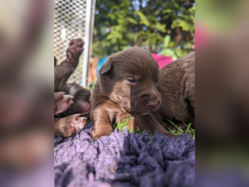 Aussiedor ,labrador,Australian shepherd  ,mit augenuntersuchung