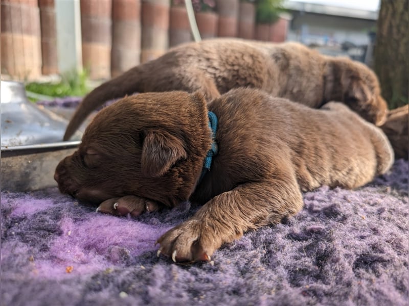 Aussiedor ,labrador,Australian shepherd  ,mit augenuntersuchung