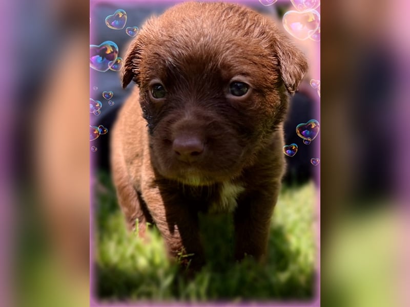 Aussiedor ,labrador,Australian shepherd  ,mit augenuntersuchung