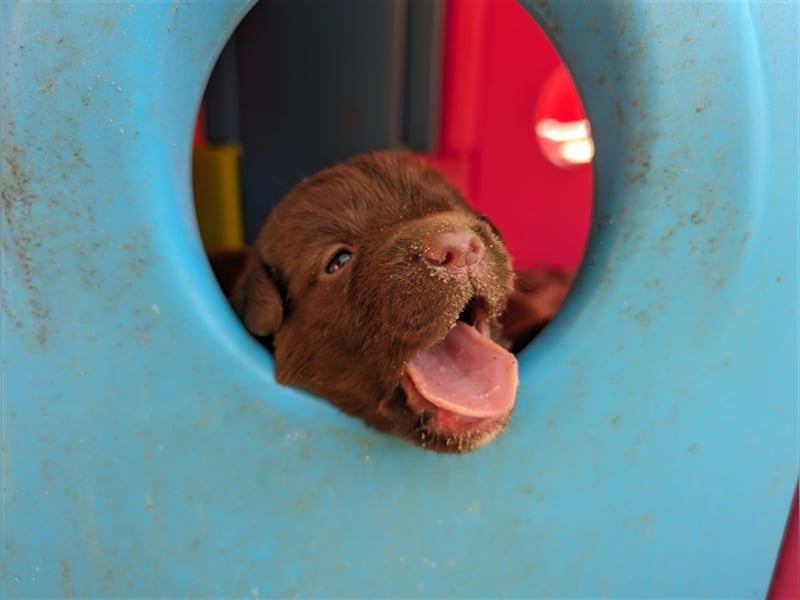 Aussiedor ,labrador,Australian shepherd  ,mit augenuntersuchung